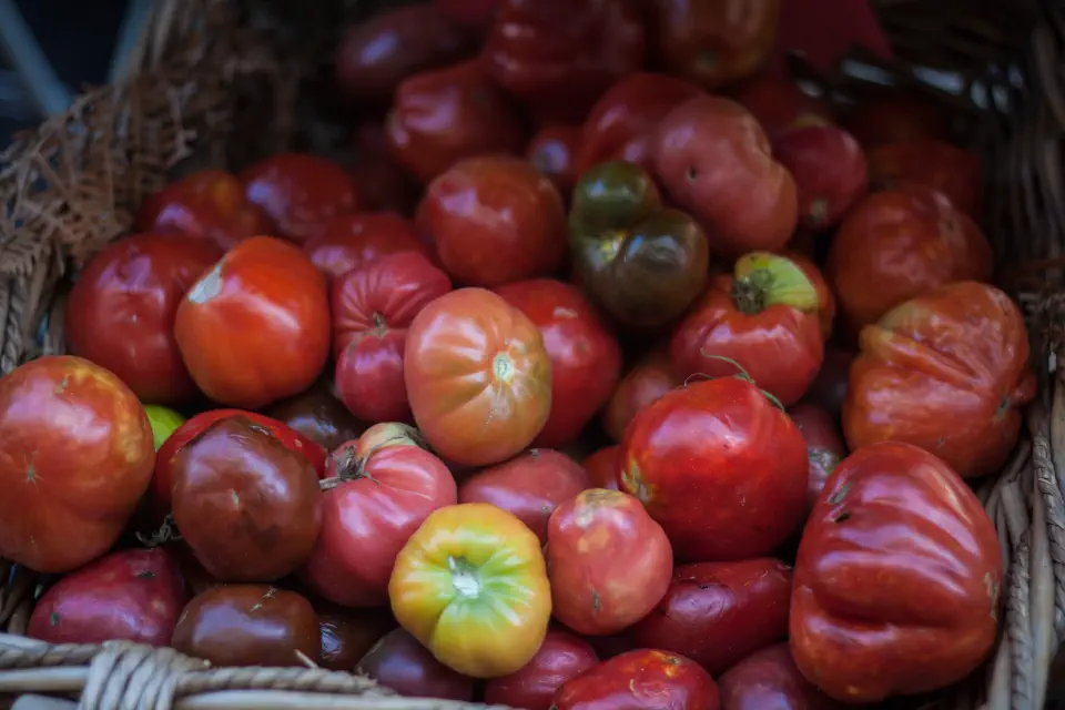 A basket of ripe heirloom tomatoes in every shade of red, orange and green